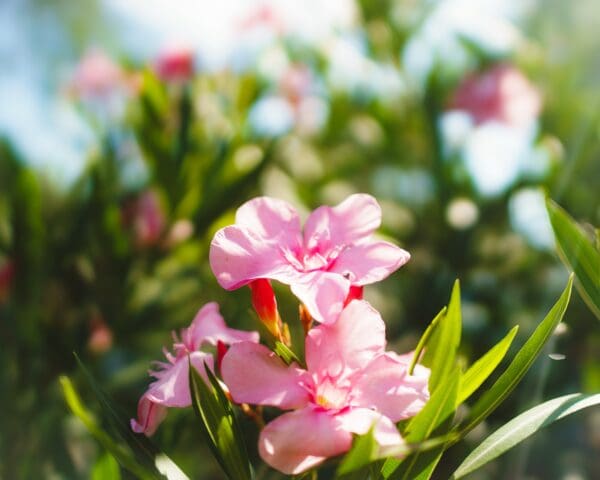 Flowers